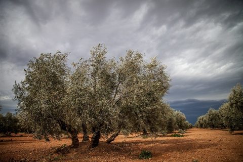 La poda del olivo