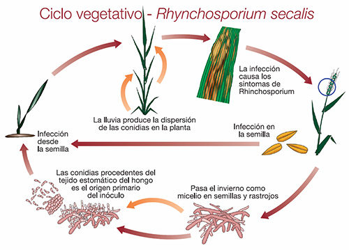 ciclo vegetativo - rhynchosporium secalis