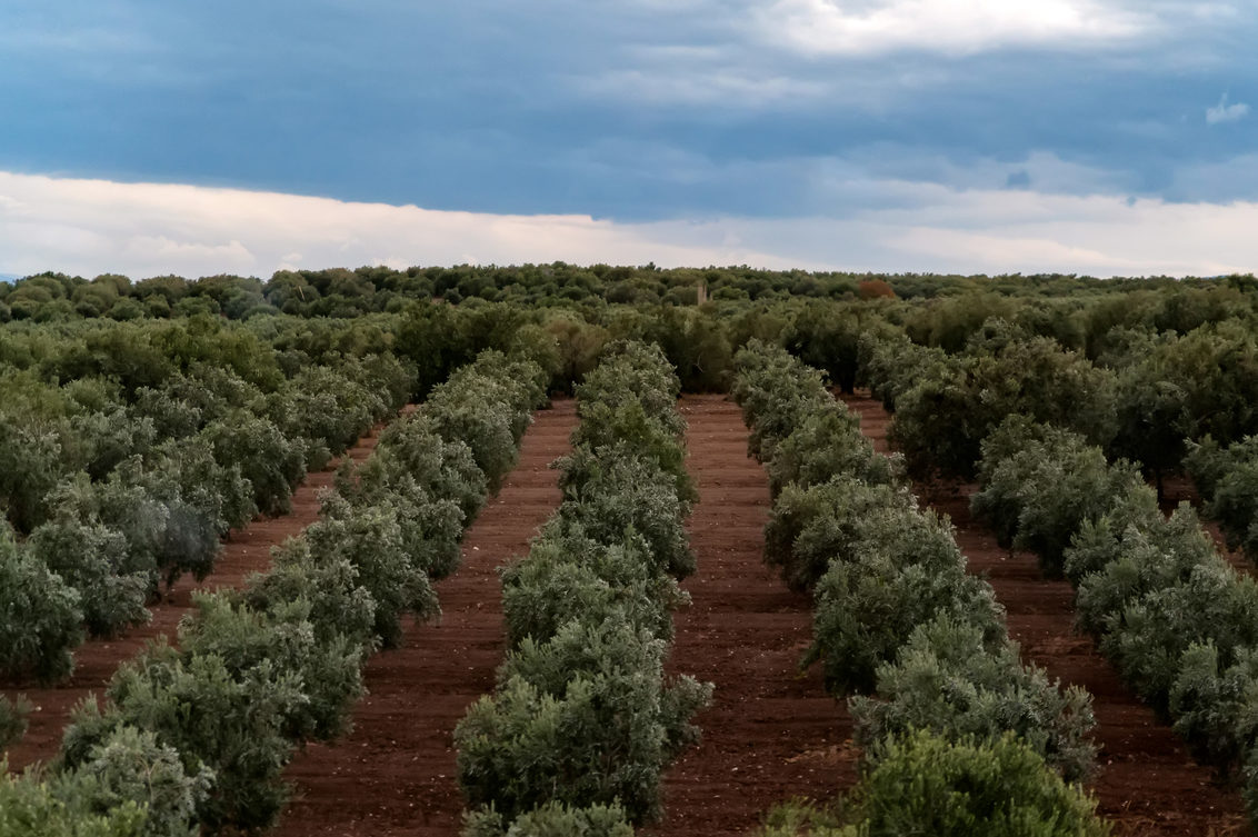 Bonito campo de olivos