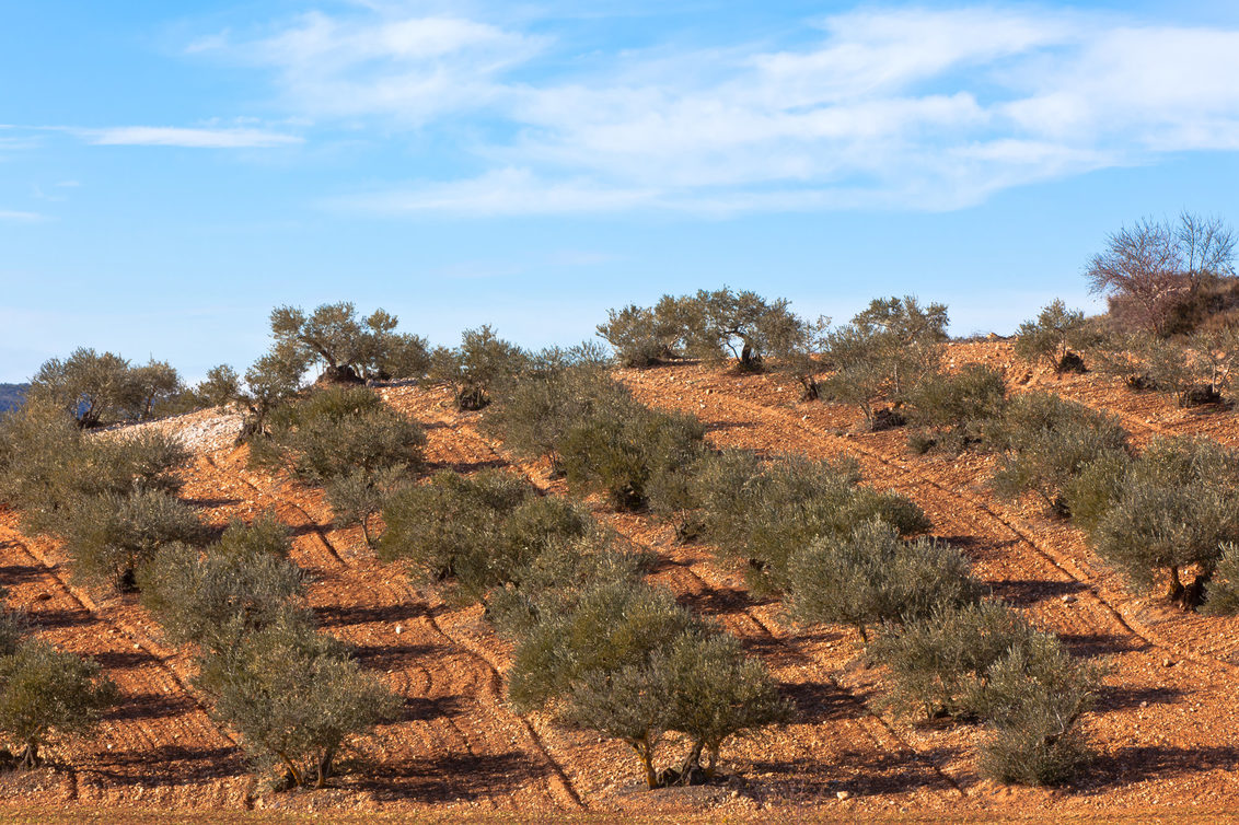 Árboles de olivar