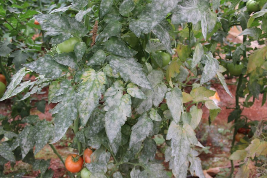 Oidio en una planta de tomate