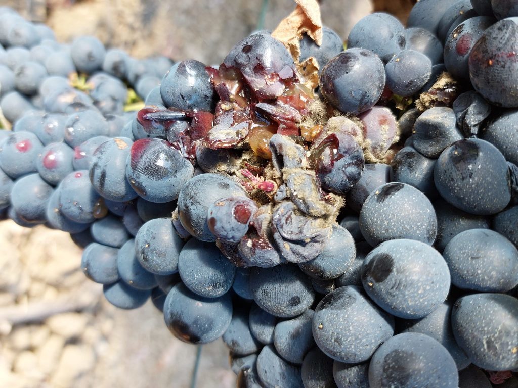 Destrozo de polilla del racimo en uvas