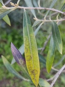 Repilo en olivo