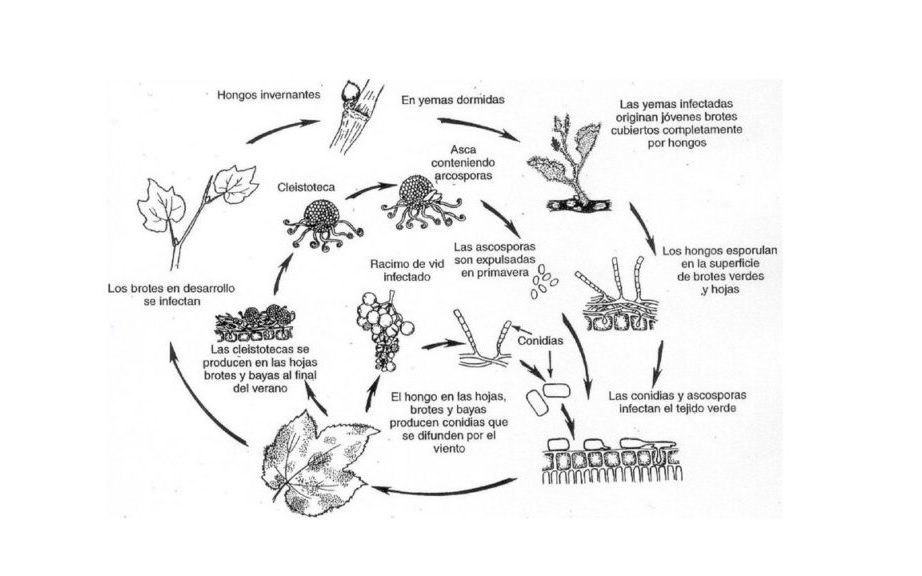 Ciclo biológico del oídio en viñedo
