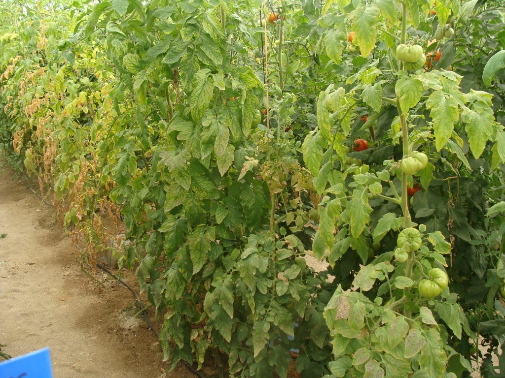 Nematodos en plantas de tomate