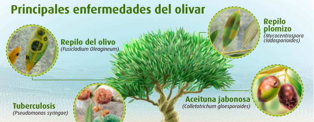Principales enfermedades del olivar