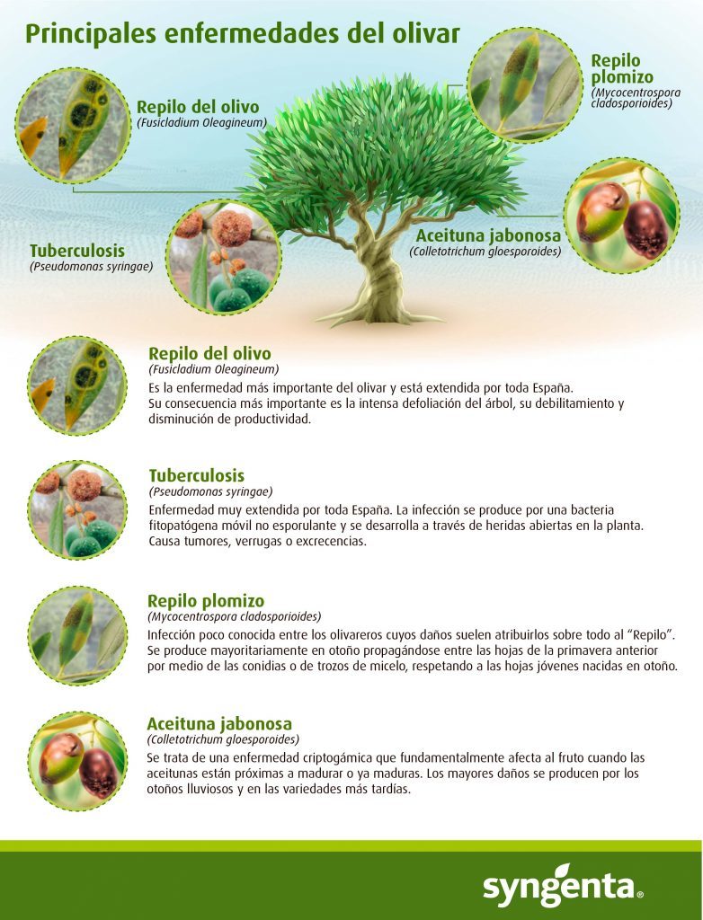 Principales enfermedades del olivar