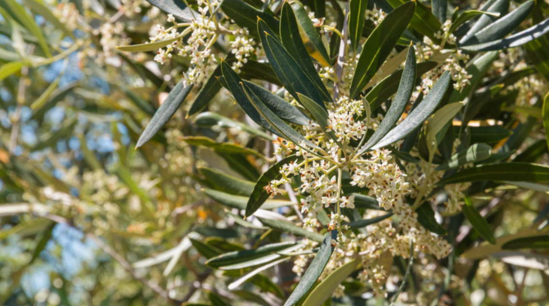 Nutrición del olivar en primavera