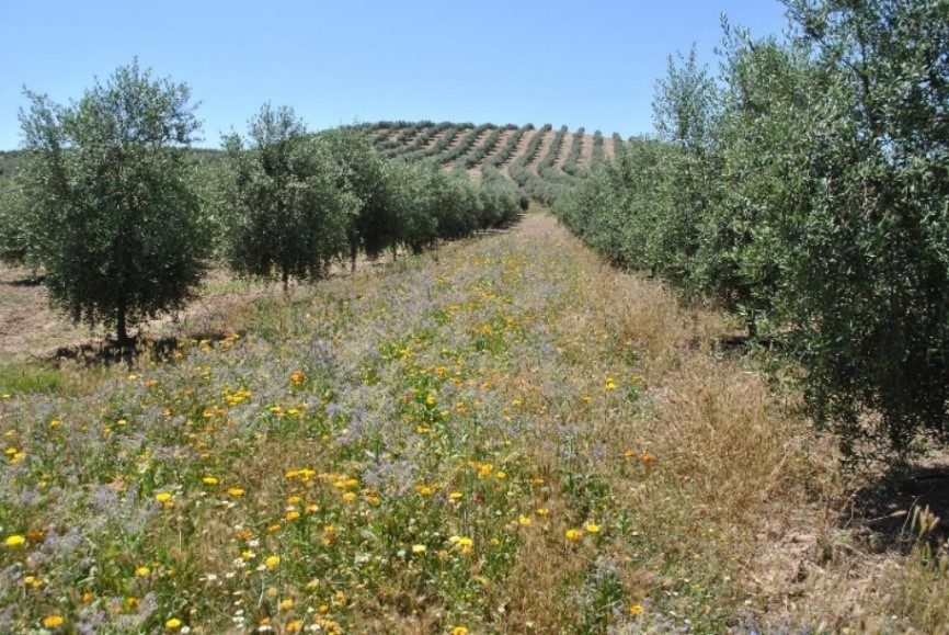 La sostenibilidad del olivar