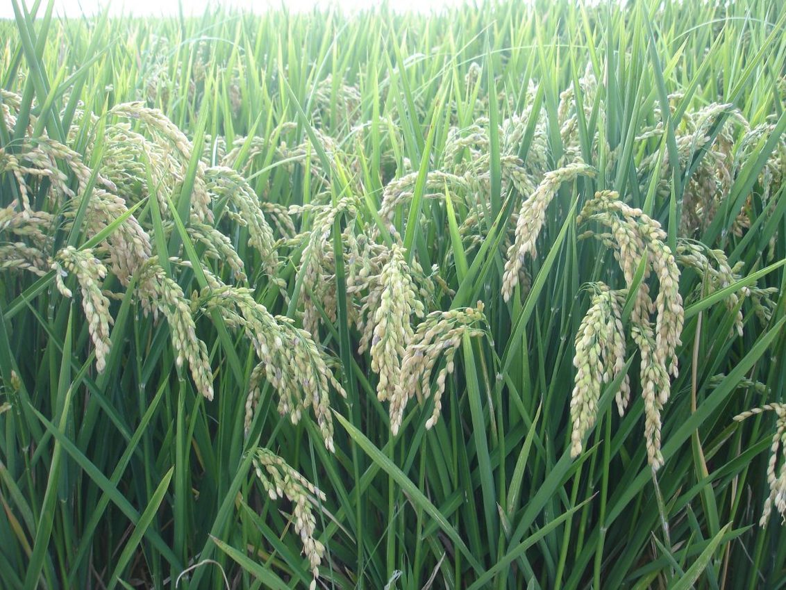Amistar Top® Control TOP para Piriculuria y Helmintosporiosis en arroz