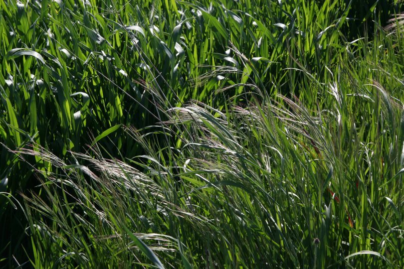 Bromo, una hierba fácilmente controlada por las labores clásicas de preparación del lecho de siembra y del cultivo