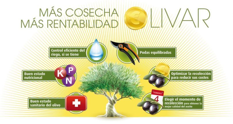 Cosecha y rentabilidad en el olivar