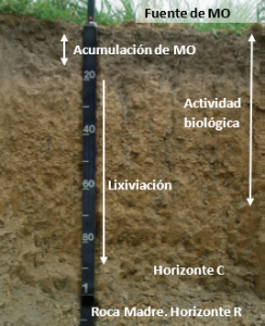 Microbiota del suelo