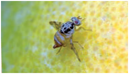Ceratitis Capitata, Drosophila suzukii & Co, Moscas de la fruta