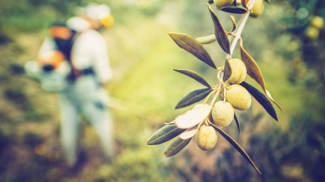 El olivo es historia de nuestra cultura
