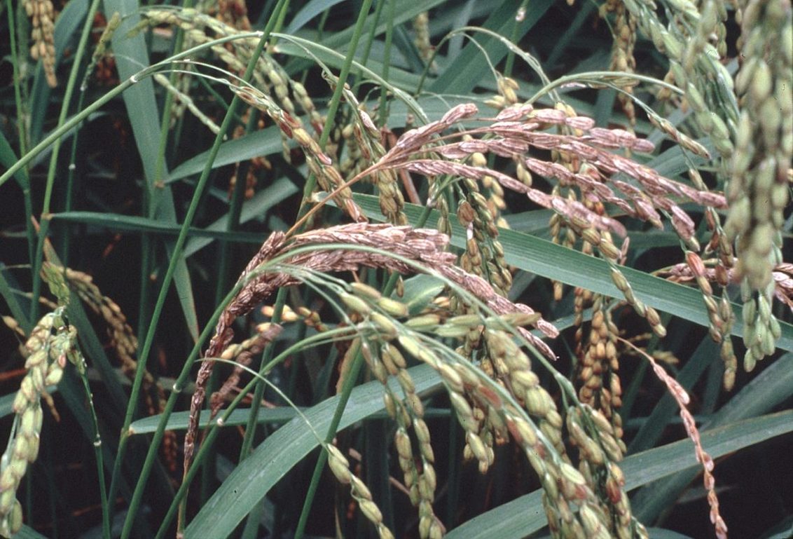Pyricularia en arroz