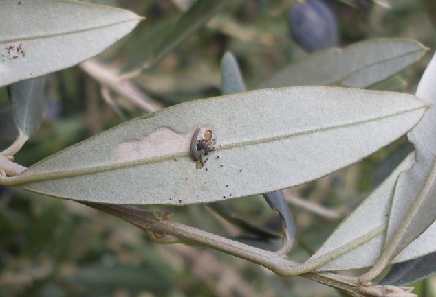 Polilla del olivo (Prays Oleae)