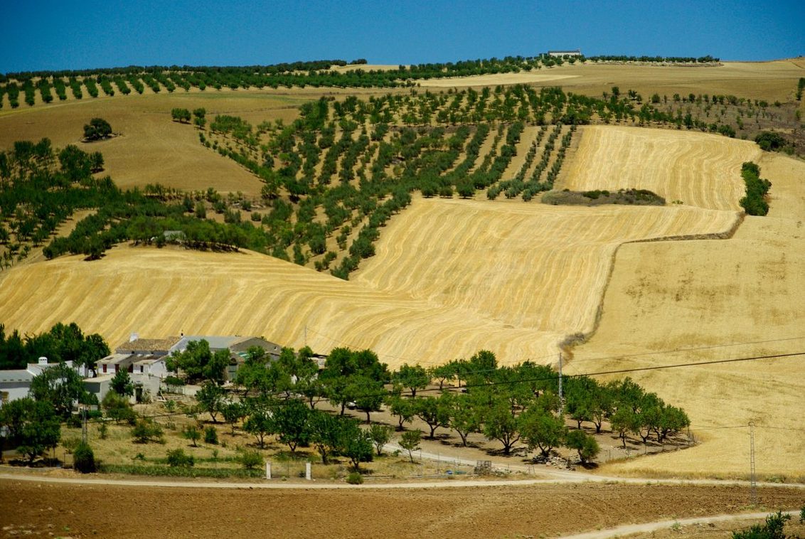 Sistema de producción tradicional en olivar