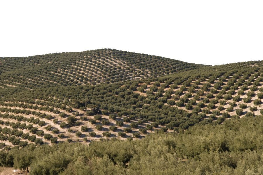 Uso de herbicidas de preemergencia en el olivar