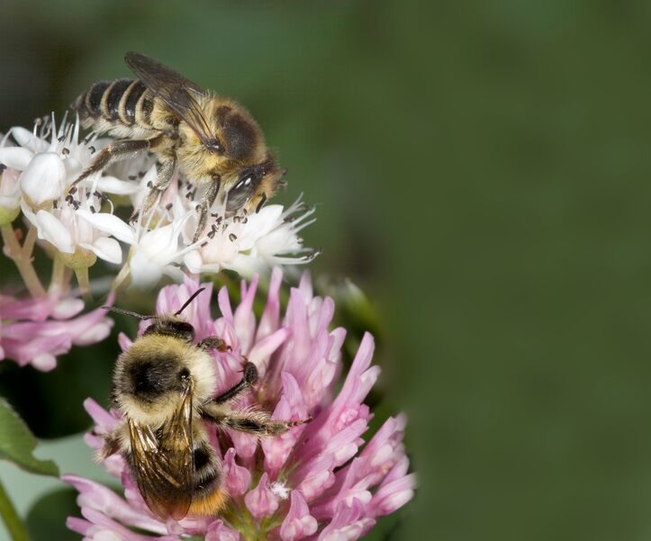 Las abejas en la alimentación y la agricultura