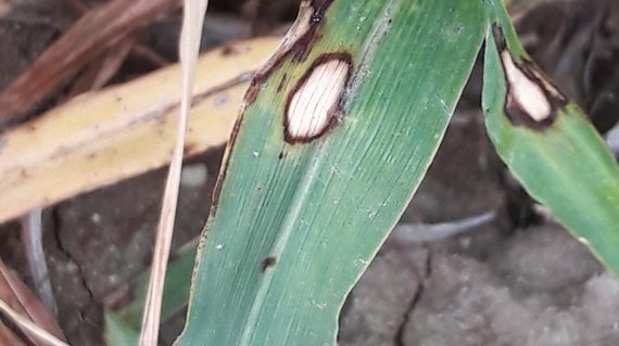 Daño en la hoja producido por el hongo Rhynchosporium secalis